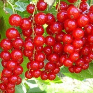 f8eertowtnzild8_c1d2cc63-326x326