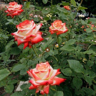 Троянда Імператриця Фарах