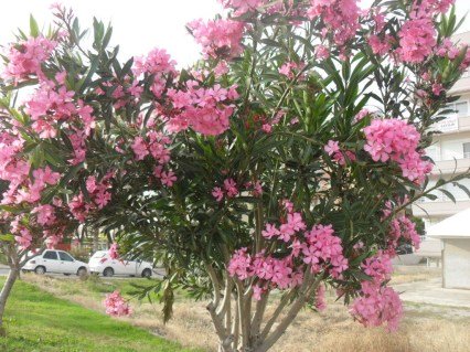 fb8a44d9389319a94c88039fa6f1b4f0