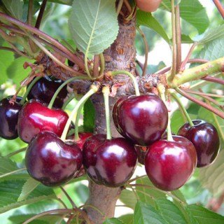Черешня Фердус [2-річна з відкритим коренем]