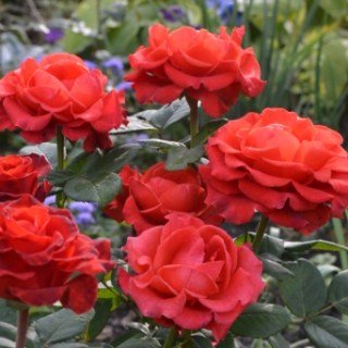 ff0a45dc4962637320184a4a0802b7b0