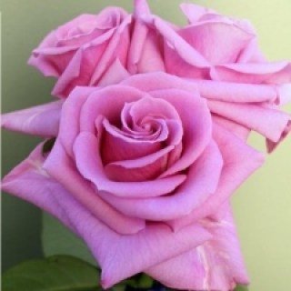 Троянда Даліла (Делайла, Delilah)