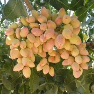 Фісташка Гірська Перлина