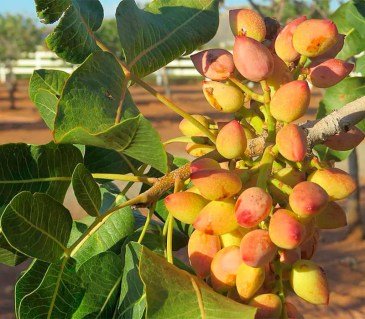 fistashka-kirgizskaya-01