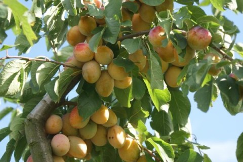 fittosize_600_0_cad7bb38c08ed2315fb8a3ccb37f8086_2024ief4-13-05_erste-pfluecke