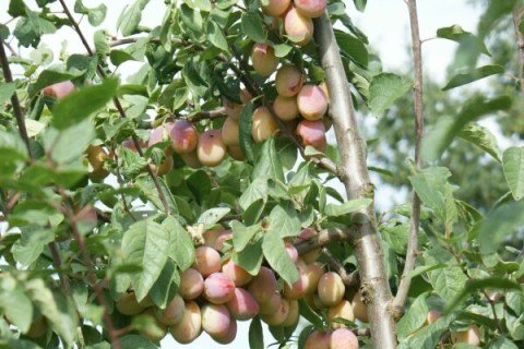 fittosize_600_0_ed079e59a2de26219d444098f49e40f9_2024ief4-13-02_aprimira