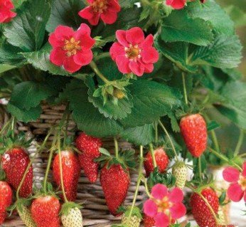 flamingo-klubnika-opisanie-sorta_5