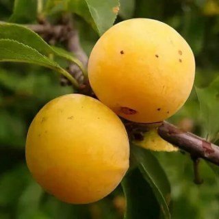 Плуот (гібрид абрикоса та сливи) Флавор Квін (Flavour Queen) [2-річна з відкритим коренем]