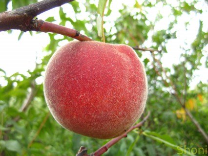 Персик Флеминг Фьюри PF-23 [2-річний з відкритим коренем]