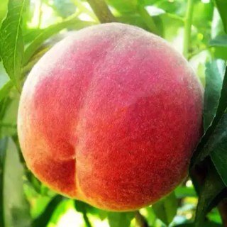 Персик Флемінг Фьюрі PF-5B [1-річний з відкритим коренем]