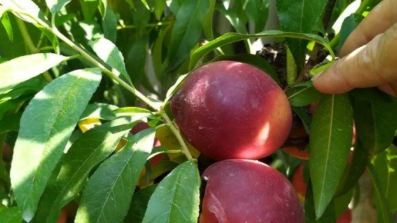 fleming_fyuri_pf_11-01