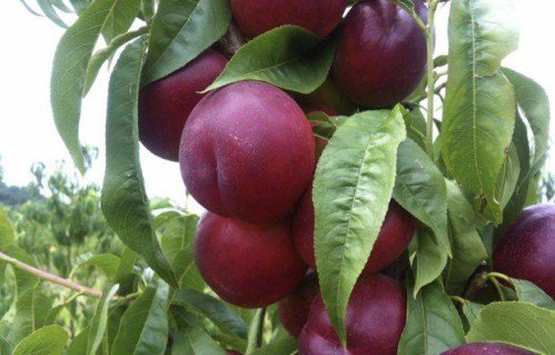 Нектарин Флеминг Ф'юри PF-11 (Flamin Fury PF 11) [2-річний з відкритим коренем]