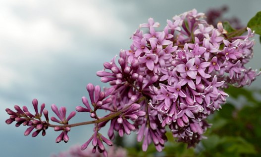 Бузок Венгерський / Syringa josikaea [2-річний в контейнері]