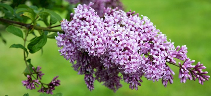 flower-buzok-ugorskii-b-skhidnokarpatskii-2.1000x800