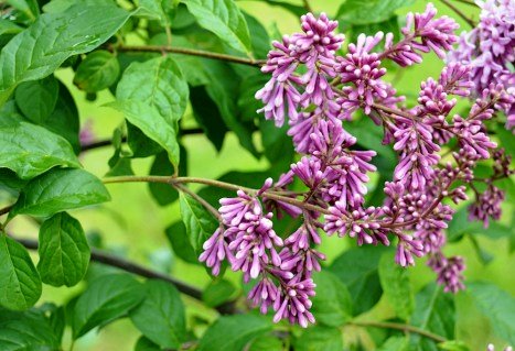 flower-buzok-ugorskii-b-skhidnokarpatskii