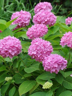 Гортензія крупнолиста Ендлес Самме Блум Стар (Endless Summer Bloom Star) [2-річна в контейнері]