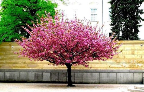 foto1_yablonya_nedzveckogo_opisanie