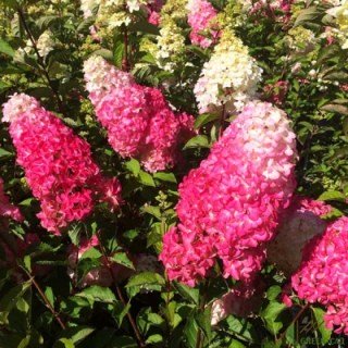 Гортензия метельчатая Фрайз Мельба (Fraise Melba)