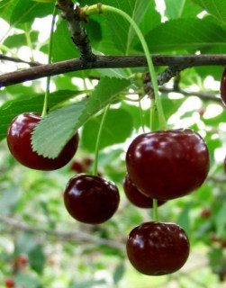 full_9f7c88bbf8efb6e18601267164f7c329