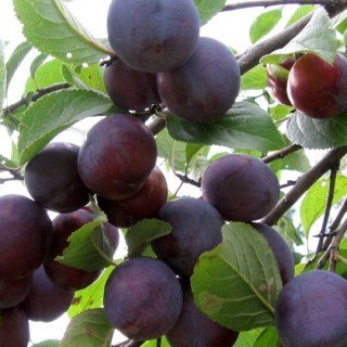 Алича Глобус [1-річна з відкритим коренем]