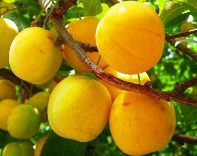 Слива Ренклод де Бове [2-річна з відкритим коренем]