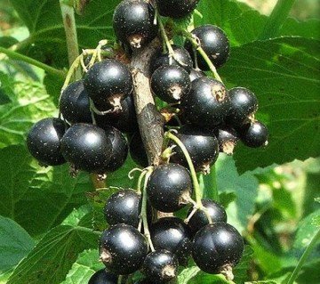 Смородина чорна Бен Ломонд [2-річна з відкритим коренем]