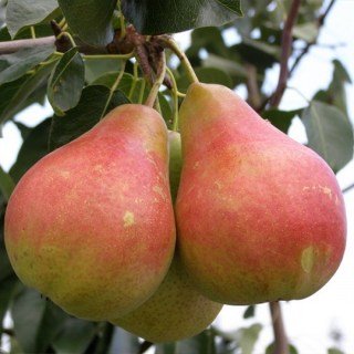 Груша Весільна [1-річна з відкритим коренем]