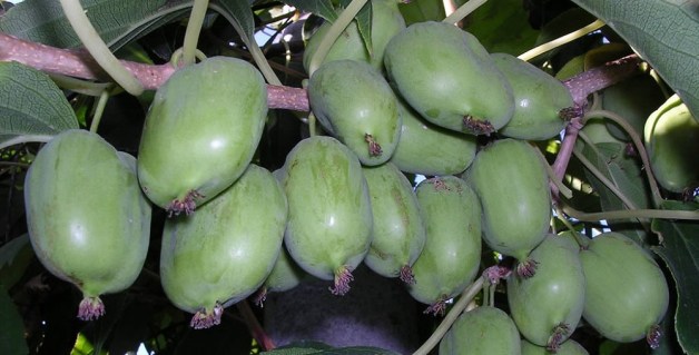 Актинідія Київська великоплідна