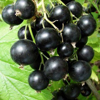 fullavx_img1385176166