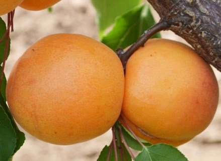 fullavx_img73287615762