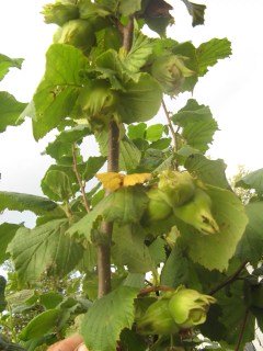 Фундук Каталонський [2-річний з відкритим коренем]