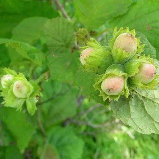 Фундук Шедевр [2-річний з відкритим коренем]