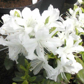 Азалія Гейша Вейс (Geisha Weiss) [контейнер 1л.]