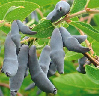 gimolost-bakcahrskiy-velikan