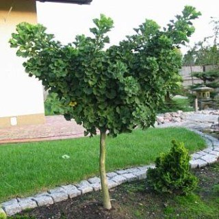 Гінкго Білоба Дволопатеве