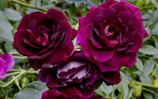 glf_a34bcbac43f1cb3d3405a1b2c4d73eb8