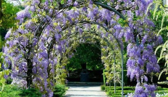 glitsiniya-blue-moon-2