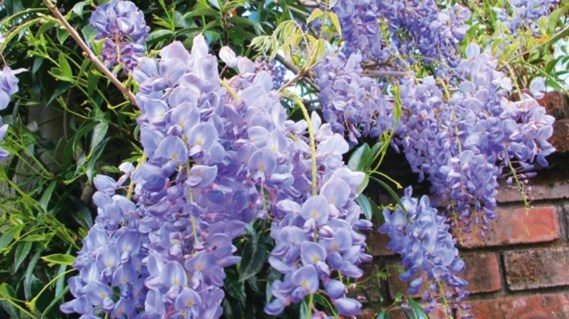 glitsiniya-blyu-sapfir-02