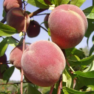 Персик Глорія [1-річний з відкритим коренем]