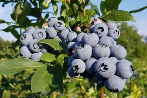 Лохина (голубика) Дюк [1-річна, контейнер 0.5л]