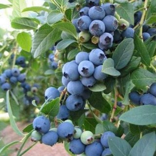 golubika-dyuk-500x500