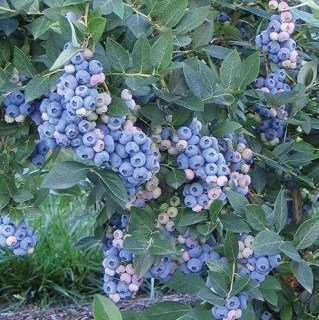 golubika-eliot-opisanie-sorta_1