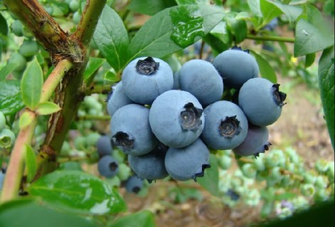 Голубика Река (Reka)