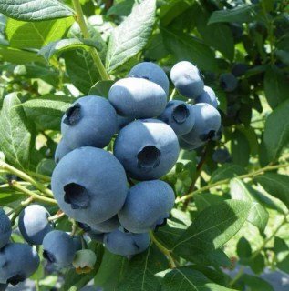 Лохина Дрейпер (Draper) [1-річна, контейнер 0.5л]