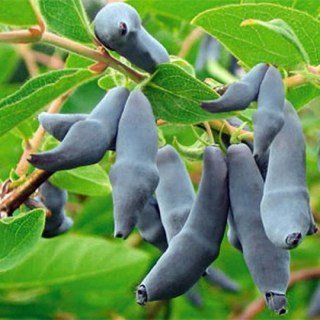 Жимолость їстівна Гордість Кубані [1-річна, контейнер 0.5л]