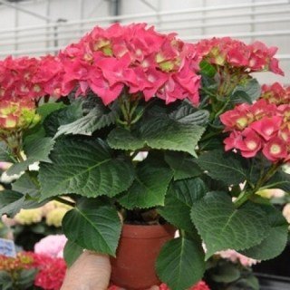 gortenziia-hot-red_2-500x500