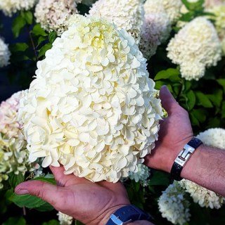 Гортензія волотиста Геркулес (Hercules)