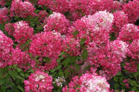 gortenziya-diamant-ruzh2