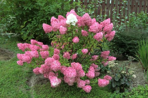 gortenziya-diamant-ruzh3