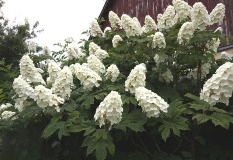 Гортензія дуболиста Сноу Куін (Snow Queen)